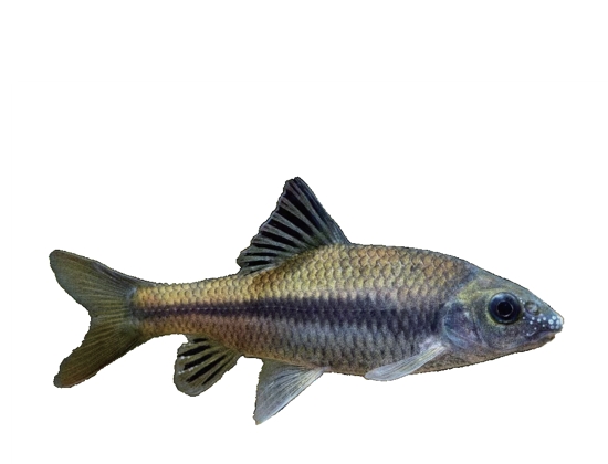 光唇魚(yú)