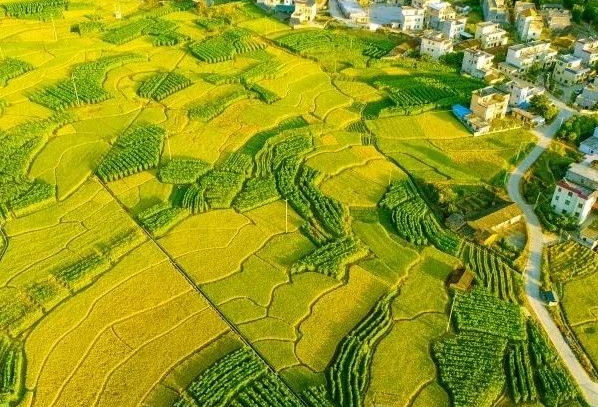 農(nóng)村污水處理：不同省份如何因地制宜？